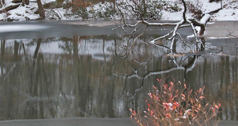 Reflections of a Tree D20 3856 lk